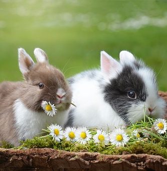 conejos