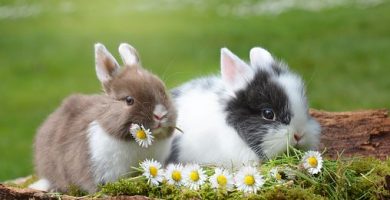 conejos