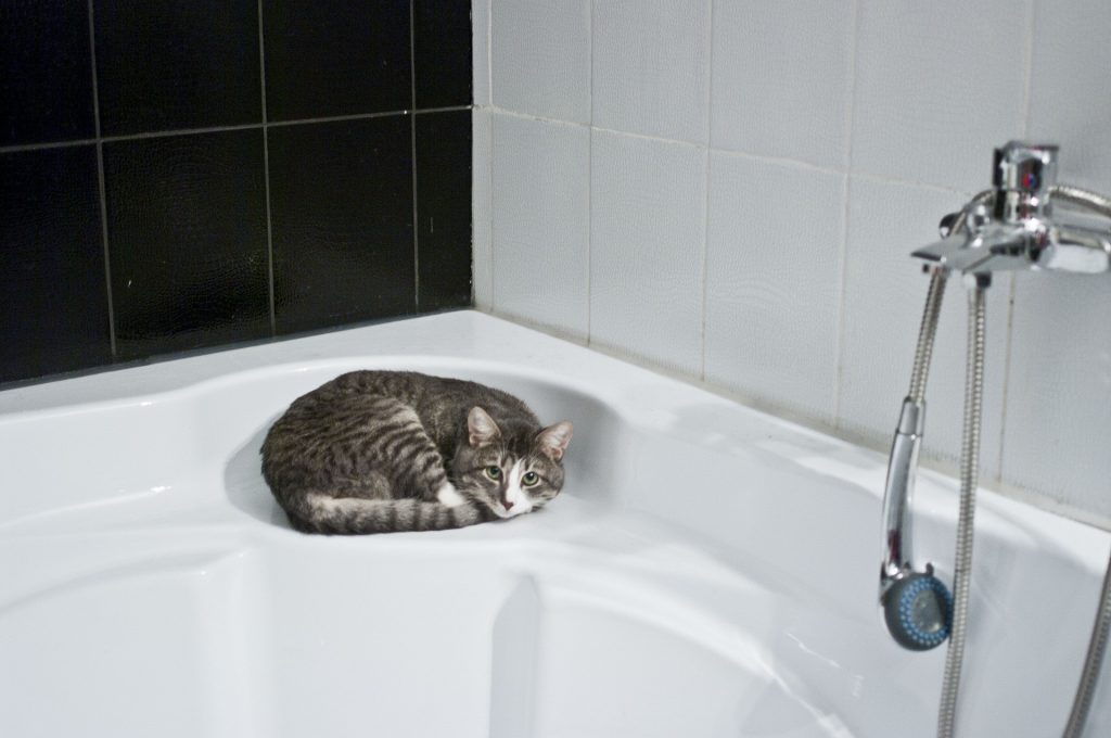 baño de gatos