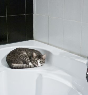 baño de gatos