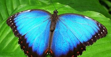 mariposa durmiendo