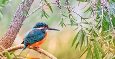 pajaro durmiendo